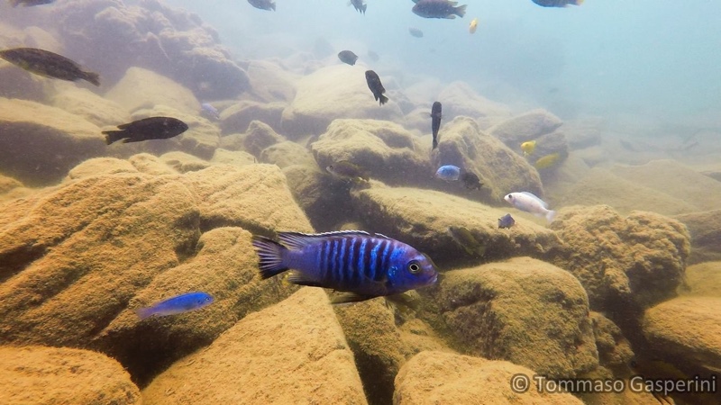 Maylandia flavifemina 'Nakantenga Island'